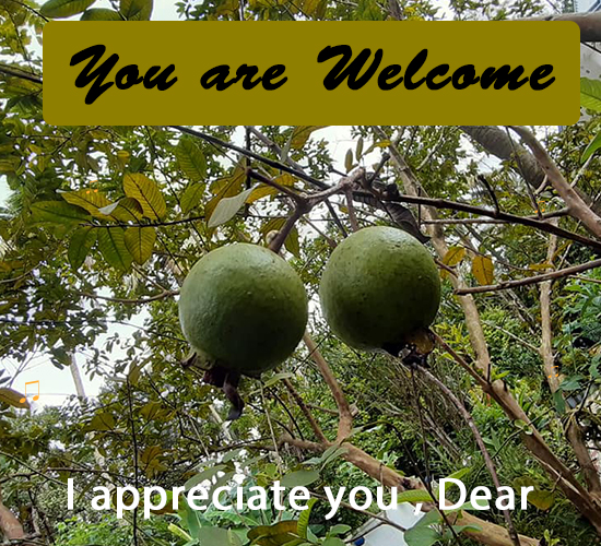 You Are Welcome, Fruits...