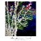 Birches At Night.