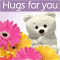 Hugs For You...