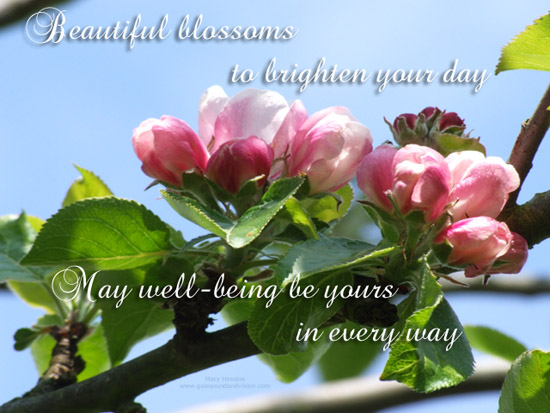 Beautiful Blossoms...