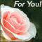 A Beautiful Rose!
