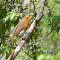 Take Time To Hear The Birds Sing.