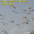 Seagulls In Flight.