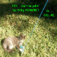 Across The Miles Kitten.
