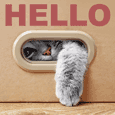 Kitty Says Hello...