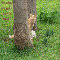 Stay In Touch Tree Kitty.