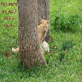 Stay In Touch Tree Kitty.