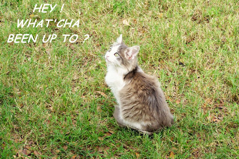 Keep In Touch Cat.