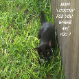 Stay In Touch Cat!