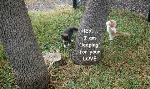 Cute Love Kittens.