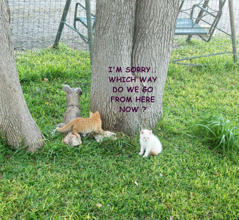 Sorry Love Kittens.