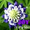Joy In My Life.
