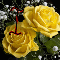 Rose For You My Love...