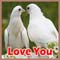 Birds In Love!