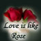 Home : Love : Roses - Love Is Like A Rose Greeting Cards.