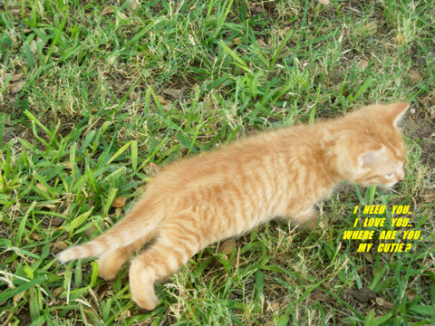 New Love Searching Kitten.