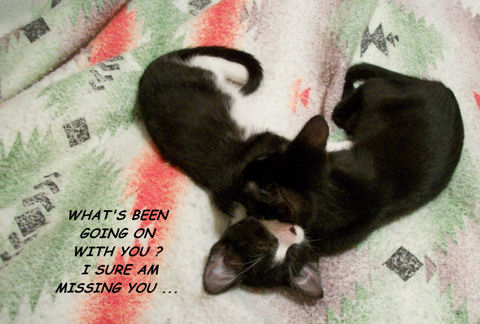 Thinking Of You, Love Cats. Free Thinking of You eCards 