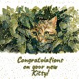 New Kitty Congratulations.