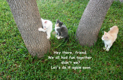 Friendship Pets.