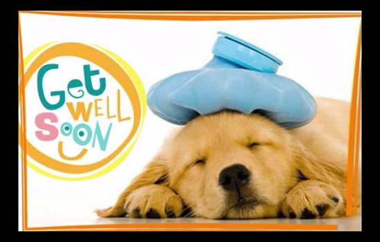 get well soon puppy ecard