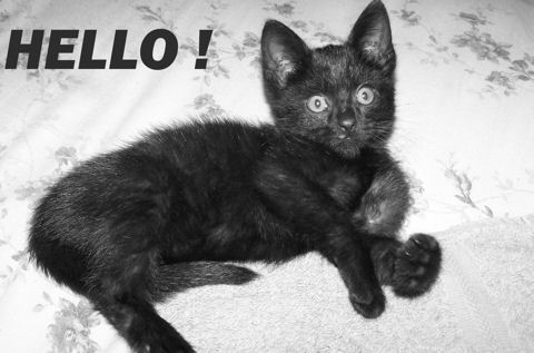 Hello Black Kitten.