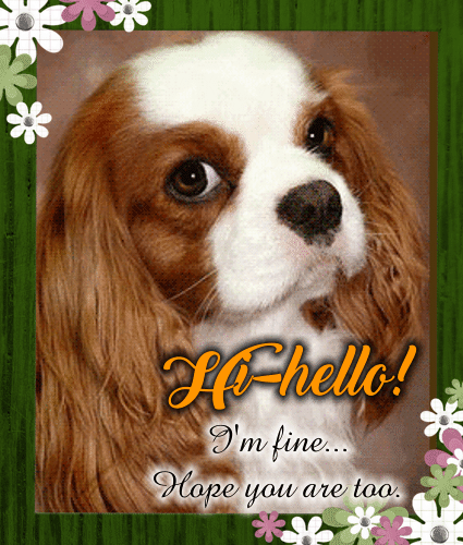 A Cute Dog Says Hi-Hello To You.