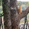 Hello From Tree Cat.