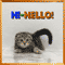 My Cute Hi-Hello Card For You.