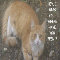 Miss You Cat Greeting Cards.