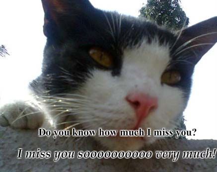 Miss My Pet. Free Miss You eCards, Greeting Cards | 123 Greetings