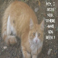 Miss You Cat.