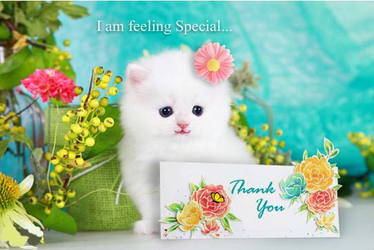 feeling-special-thank-you-free-birthday-thank-you-ecards-123-greetings