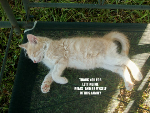 Family Thank You Kitten. Free Family eCards, Greeting Cards | 123 Greetings