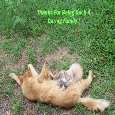 Thank You Family Cats.