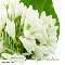 Snow Drops Thank You.