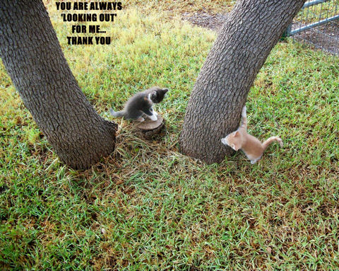 Encouragement Kittens.