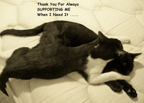 Thankful Cat. Free Inspirational eCards, Greeting Cards | 123 Greetings