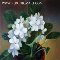 White Flower Thank You Note.
