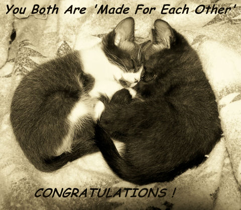 Made For Each, Cats.