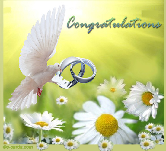 Pigeon And Daisies Card.