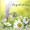 Pigeon And Daisies Card.