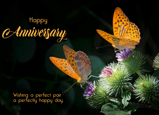 Perfect Pair Perfect Year Butterflies