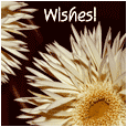 My Special Wish...