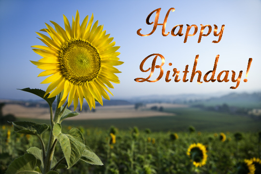 birthday-sunflower-free-flowers-ecards-greeting-cards-123-greetings