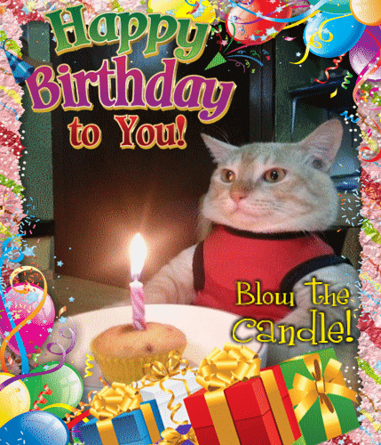 Funny Birthday Cat Blows The Candle.