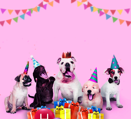 Funny Dog Birthday Wish...