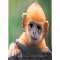 Ginger Monkey%92s Birthday Wish!