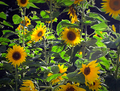 Sunflower Birthday.