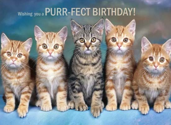 Have A Purr-fect Birthday! Free Happy Birthday eCards, Greeting Cards ...