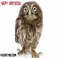 Happy Birthday Owl Greetings!